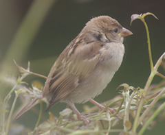 Young male sparrow